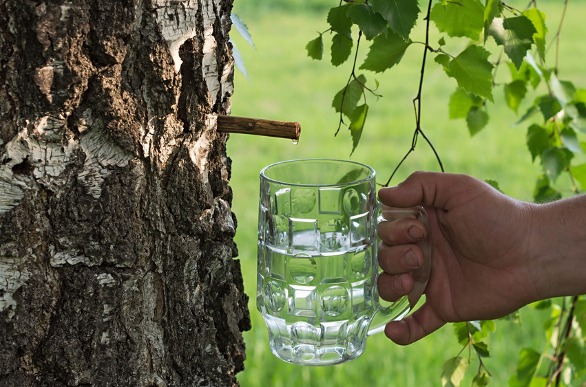 Benefits Of Drinking Birch Water