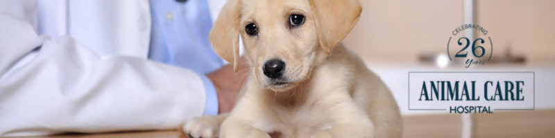 The Animal Care Clinic - Animal Doctor - The Animal Care Clinic | LinkedIn