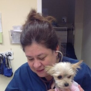 Sylvia Chappell - Veterinarian - White rose veterinary clinic | LinkedIn