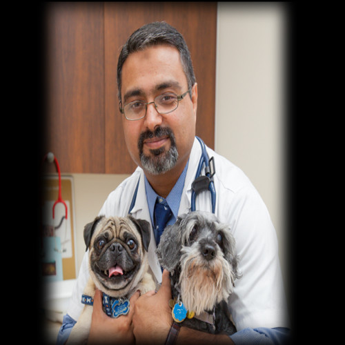 Hafiz Bhatti - Director - Veterinarian - Brookfield Veterinary Hospital |  LinkedIn