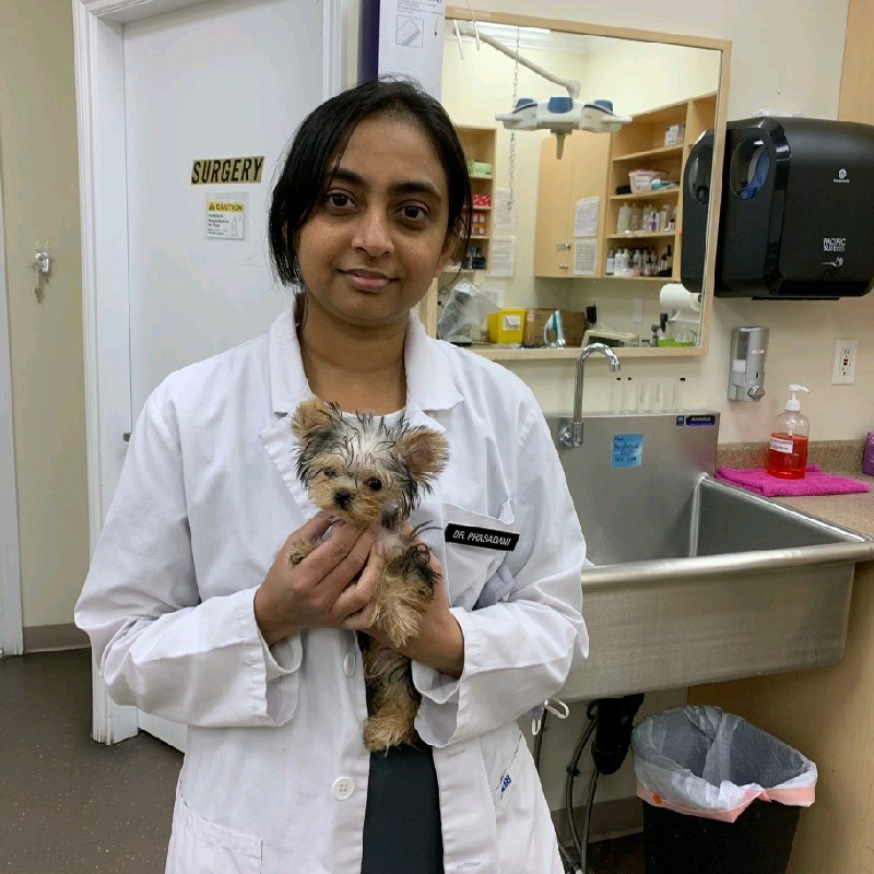 Erandika Prasadani Gunaretnam BVSc, MSc - Practice owner and Veterinarian -  Ridgeview Animal Hospital | LinkedIn
