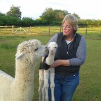 Love Alpaca wool yarn? Facts to consider when choosing a breeder