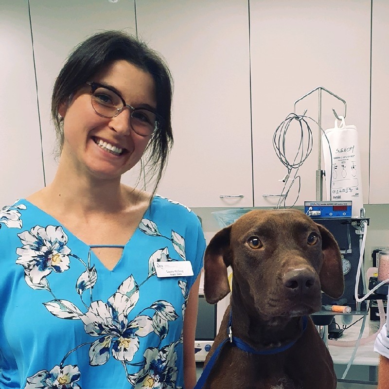 Laura McLeay - Neurology Intern - SASH - the Small Animal Specialist  Hospital | LinkedIn