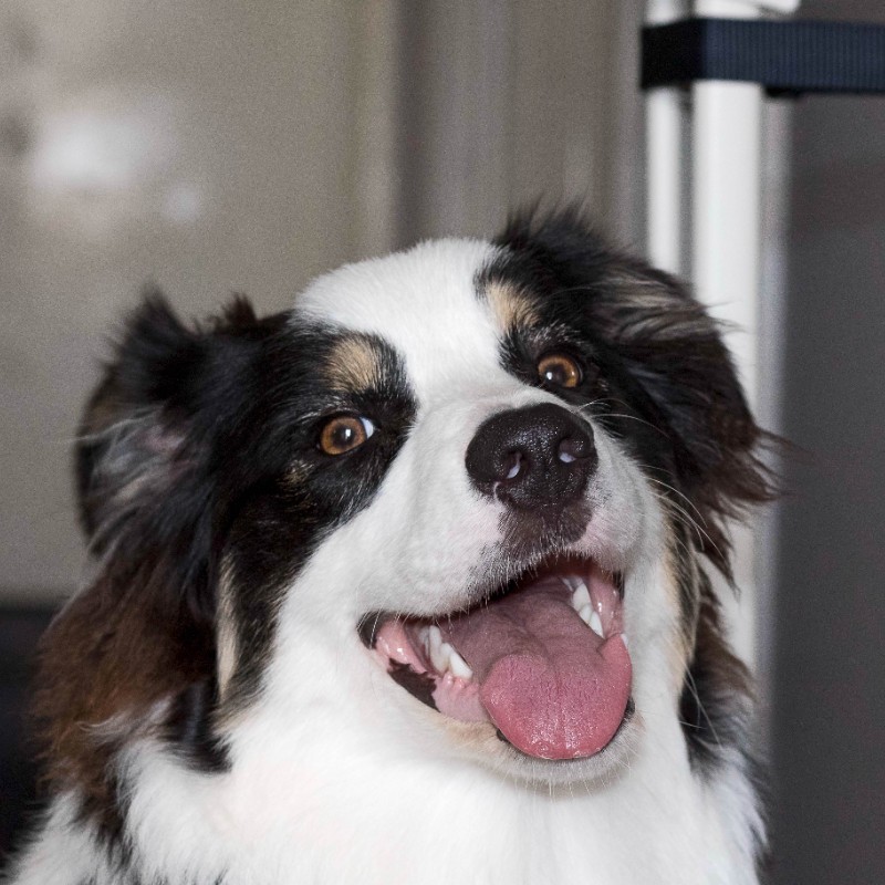 Deb Reno - Dog Groomer - Kiaora Pet Care Boarding and Grooming | LinkedIn