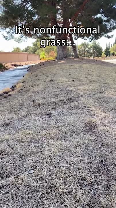southern-nevada-water-authority-on-linkedin-nonfunctional-grass