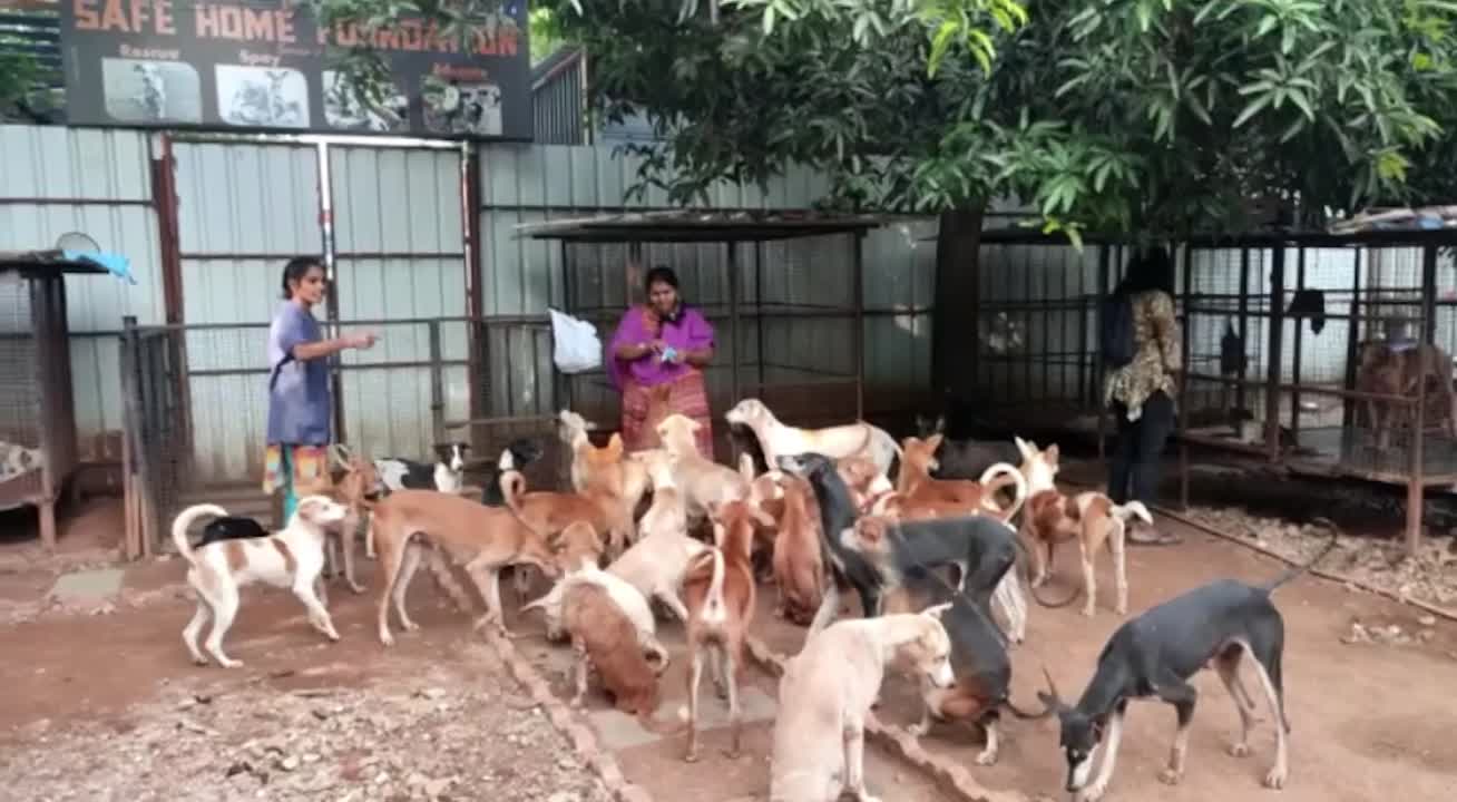 Safe Home Foundation on LinkedIn: Visitors excited to see so many stray dogs  in our shelter 😍