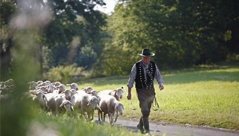 The Shepherd Analogy And Leadership Skills