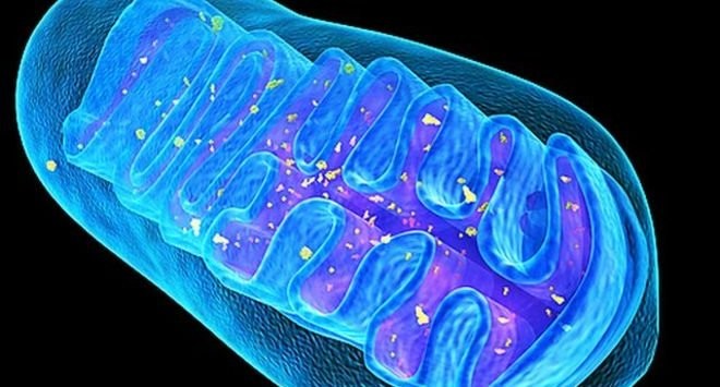 Cannabinoids Improve Efficiency Of Mitochondria  And Remove Damaged Brain Cells