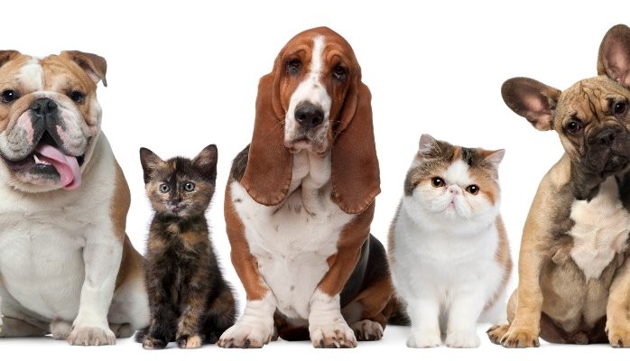 THE BAD EFFECTS OF PET URINE IN OUR HOMES