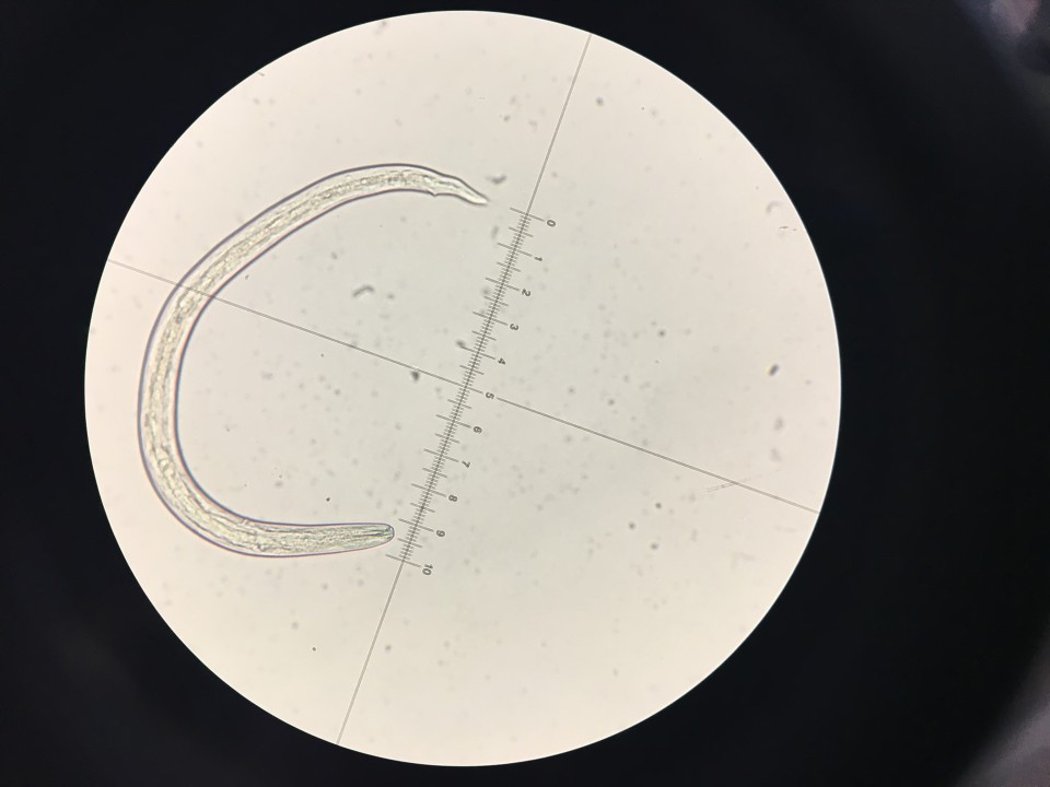 Morphometrics of third-stage larvae of the rat lungworm (Angiostrongylus cantonensis) in Hawai'i