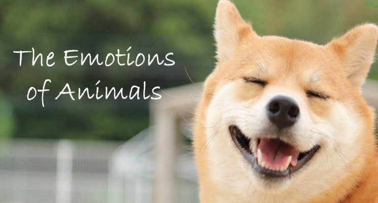 The Emotions of Animals