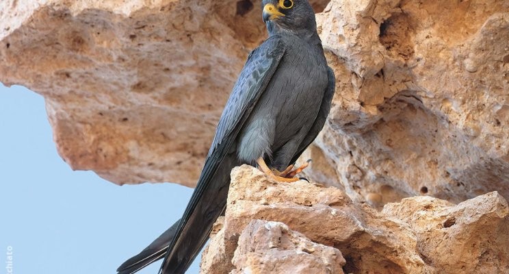 Survival of Sooty Falcons (Falco concolor) breeding in Oman