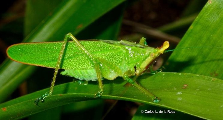 A Dose of Wild and Wonderous Wilderness: The Display of the Brown-faced Conehead Katydid