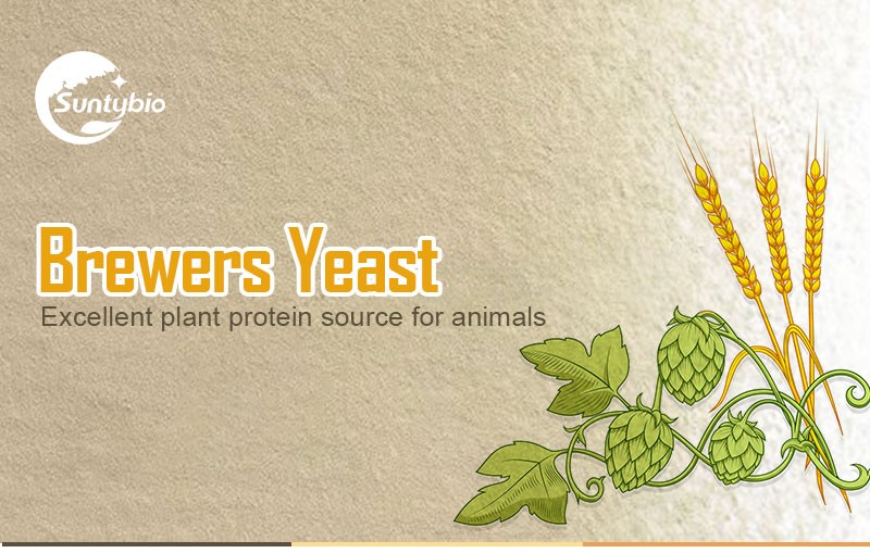 Roller Dried Inactive Brewers yeast powder For Animal nutrition