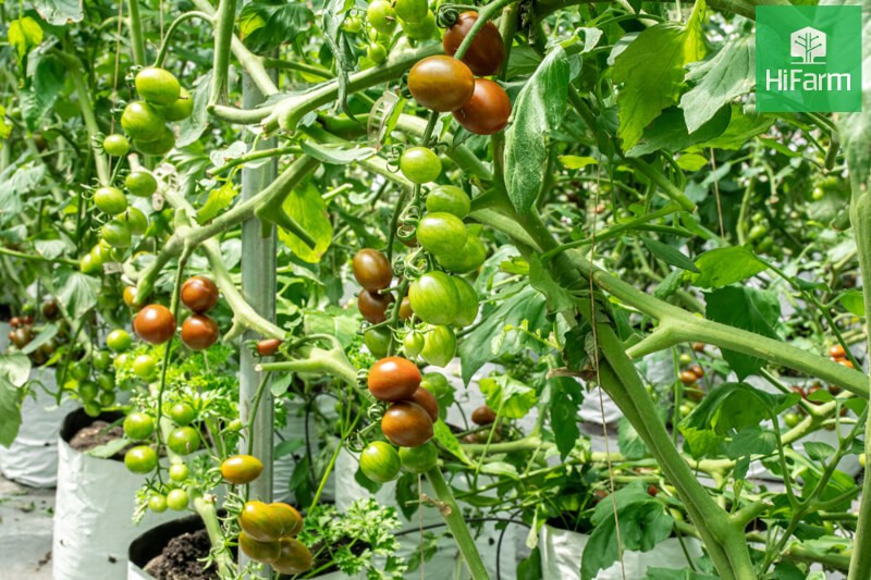 Vườn cà chua socola Đà Lạt – Một trong những địa điểm du lịch “độc lạ” thu hút giới trẻ