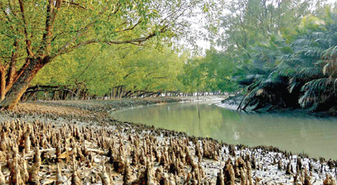 Mangrove trees in the Sundarbans have weakened