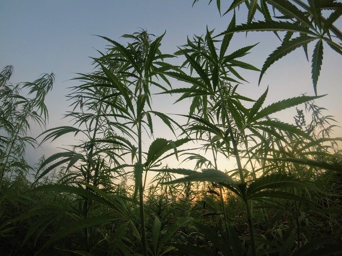 Medicinal Cannabis Colombia: Exciting Opportunities for Small-Scale Investors
