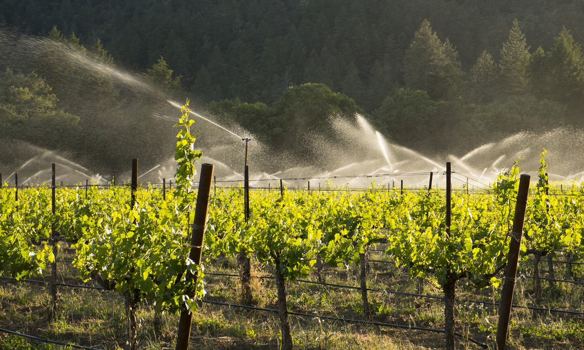 California Wine Country May See Increased Water Use Regulation