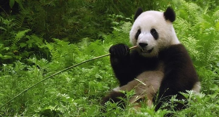 Panda Notes on Happiness and Meaning