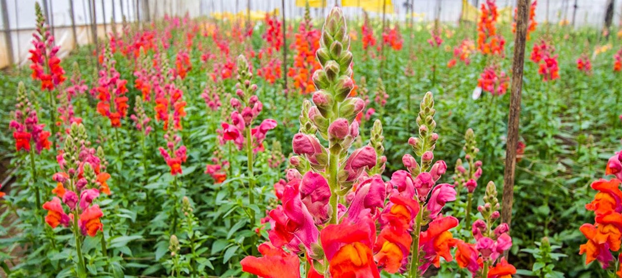 Floriculture Cut Flower Industry In