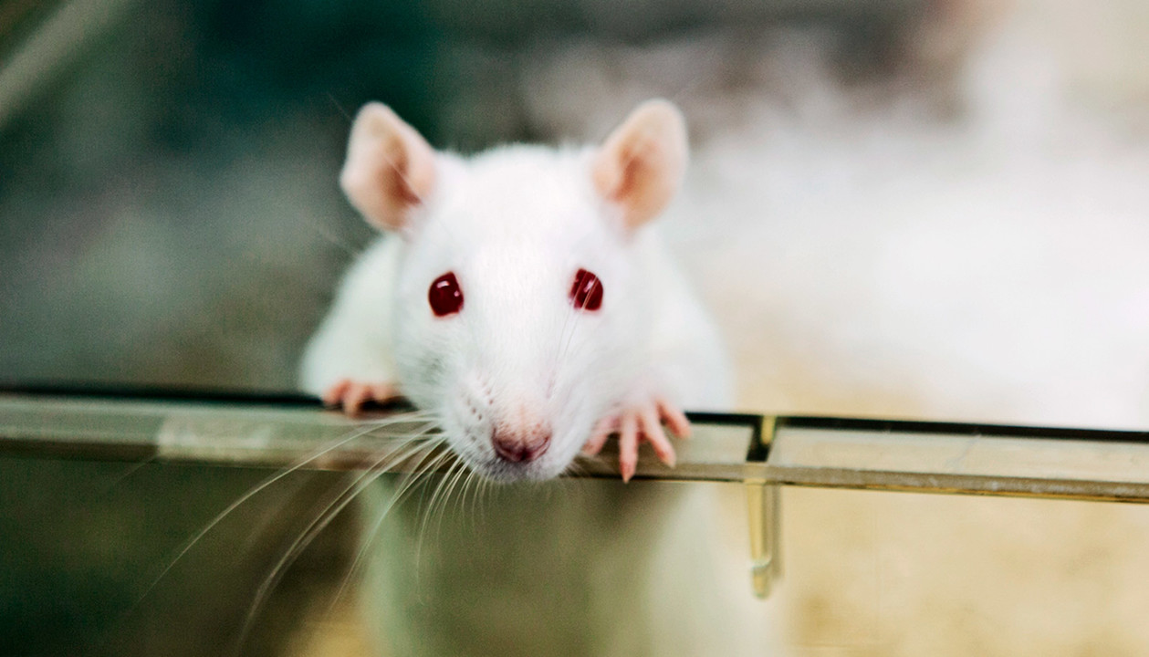A Short Introduction on the Ethics of Animal Experimentation: From  Deontology to Utilitarianism.