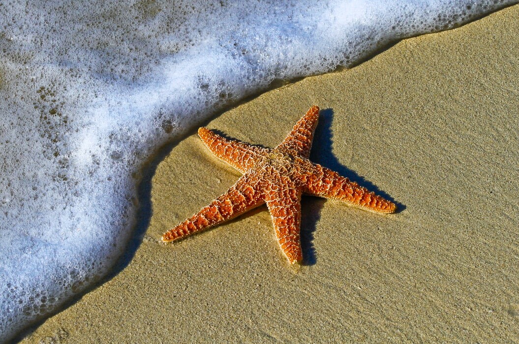 What a Starfish Can Teach You about Perspective
