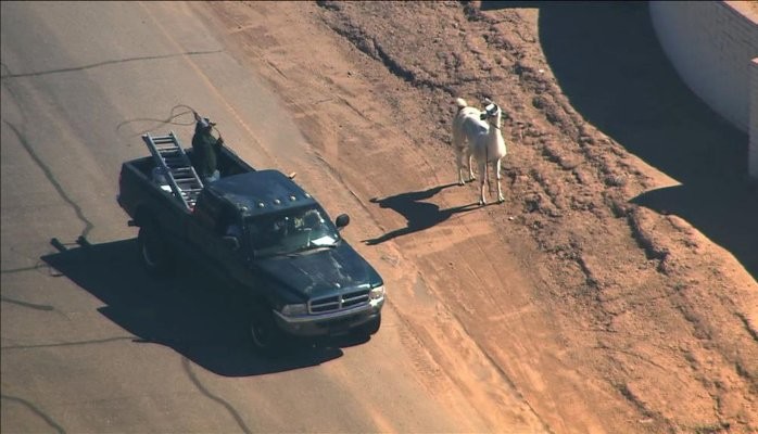 What Two Runaway Llamas Taught Us About Net Neutrality