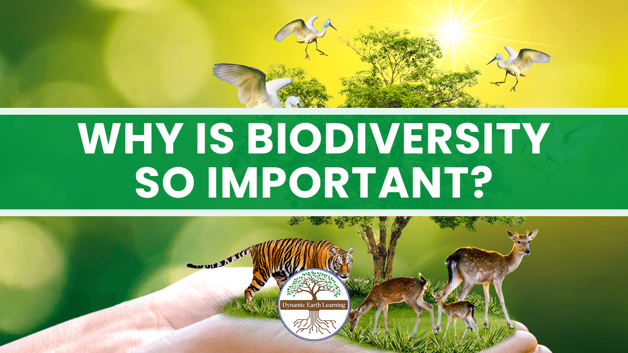 Why Is Biodiversity Important To Ecosystems?