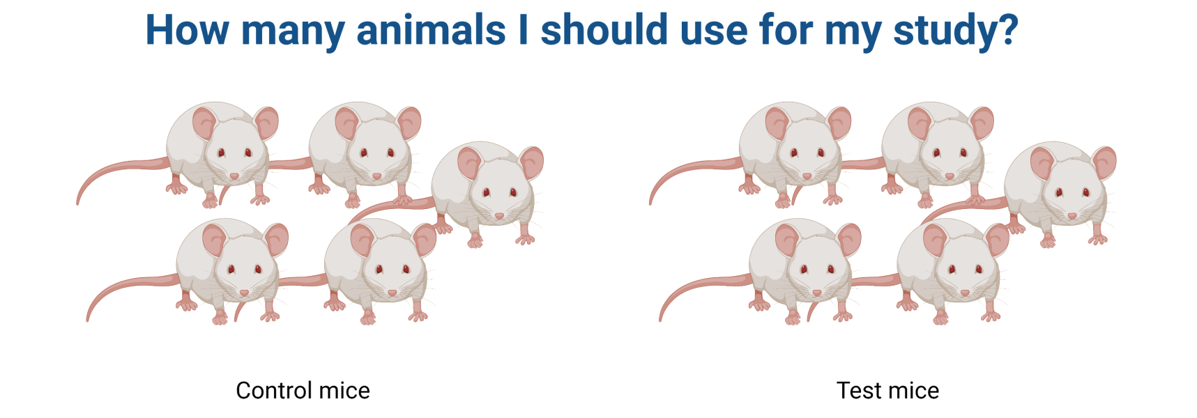 How many animals I should use for my study?