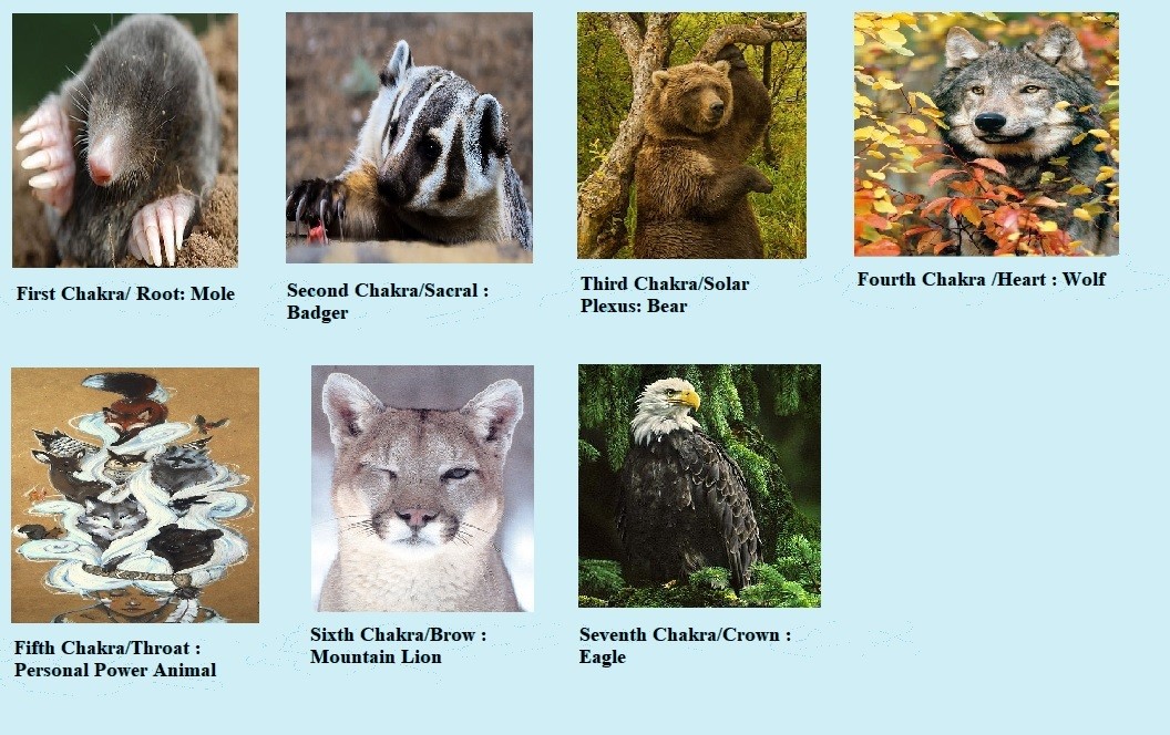 The 7 Animals that Parallel The 7 Chakras