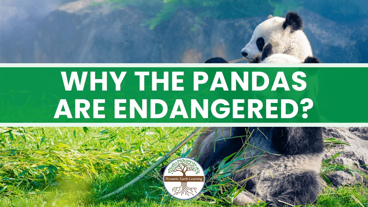WHY THE PANDAS ARE ENDANGERED?