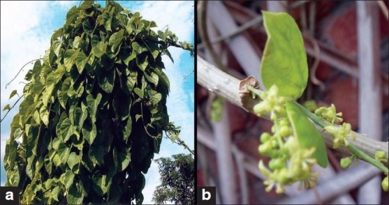 Tinospora cordifolia, also known as Guduchi or Amrita, is an immune system boosting herb.... 