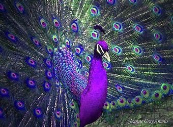 Peacock Behavior at Work