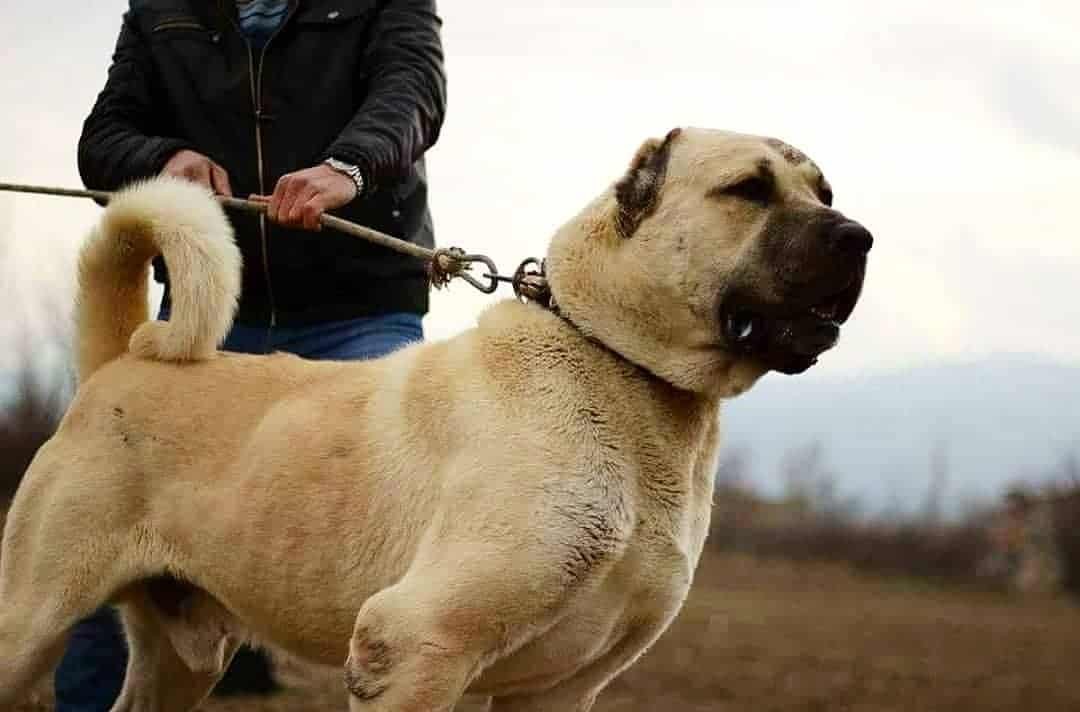 Top 15 Dogs With Strongest Bite Force