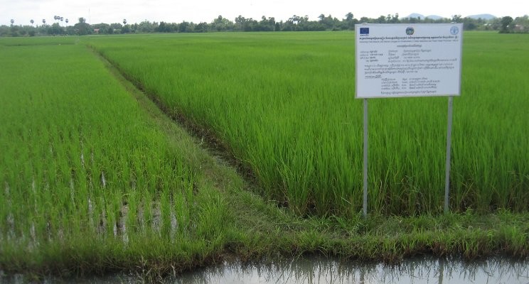 The science and tradition underlying rice field fish culture.  Important lessons for potential mitigation of greenhouse impafor Cambodian agriculture.
