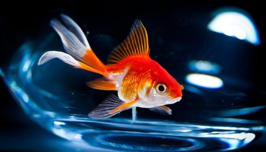 A Goldfish has an Attention Span of?
