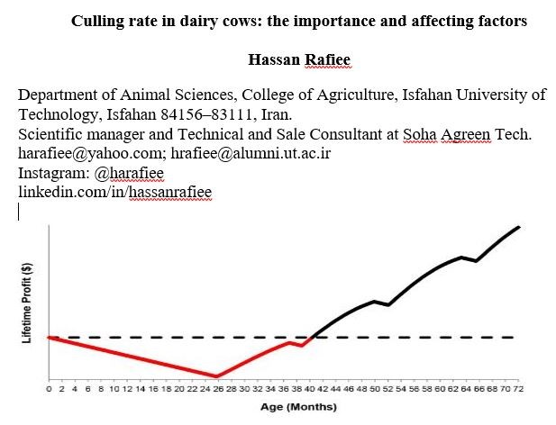 Culling rate in dairy cows: the importance and affecting factors
