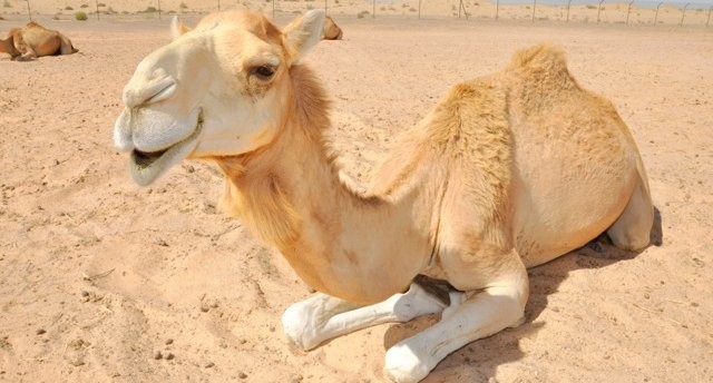 NATURAL FIBERS: CAMEL… (Textile - Natural Fibers: Camel?)