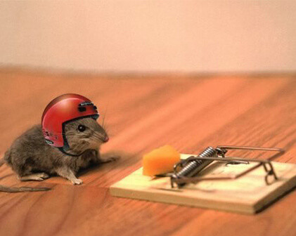 What is the best mousetrap?