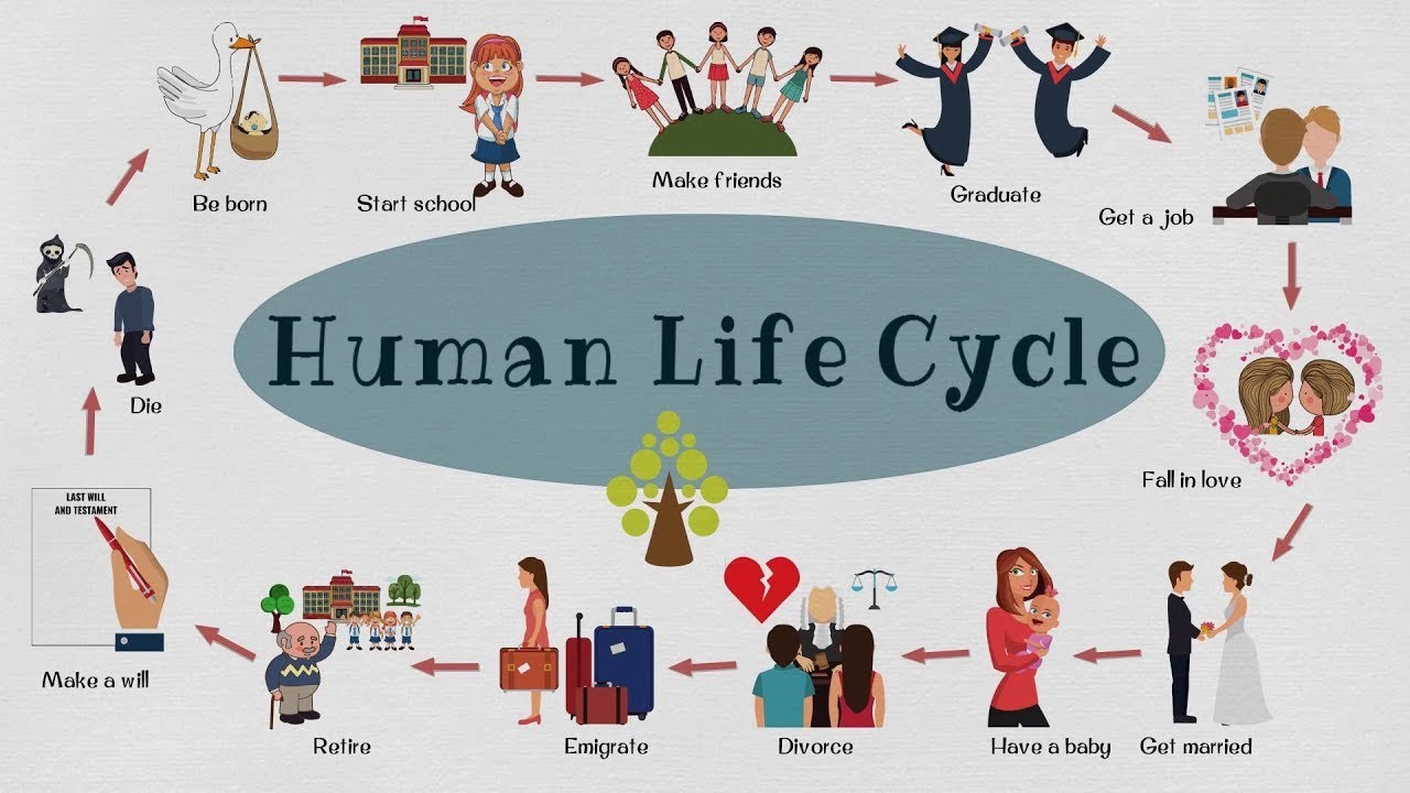People started to live. Жизненные этапы на английском. Этапы жизни человека. Жизненные этапы человека. Стадии жизни человека на английском.