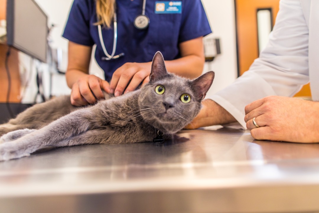 A New Age of Pet Care: Using Veterinary Research for Preventive Care  Solutions