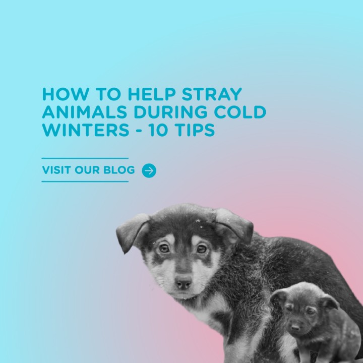 HOW TO HELP STRAY ANIMALS DURING COLD WINTERS – 10 TIPS