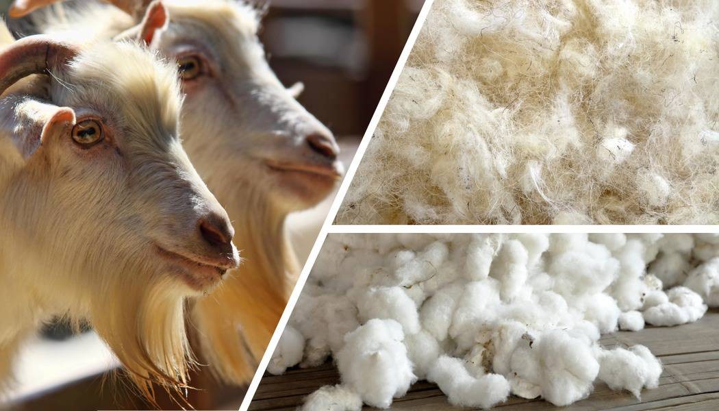 An Overview of Animal and Plant Fibers and how are they being used in the  rapidly growing textile industry