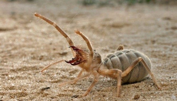 What camel spiders taught me about fear
