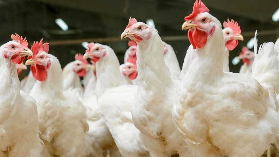 Why Should We Start A Poultry Farm？