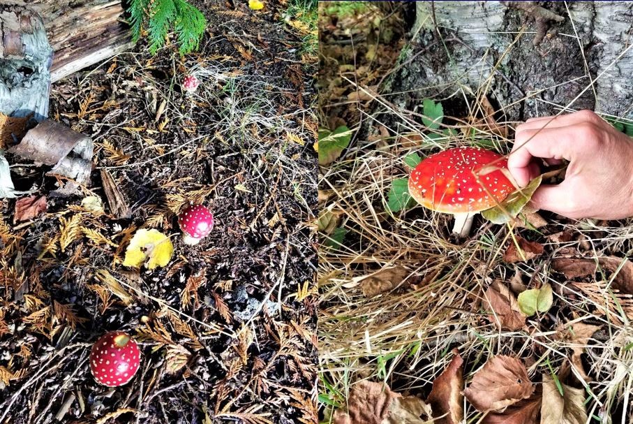The Warning Color of Amanita muscaria or Fly Agaric Mushroom