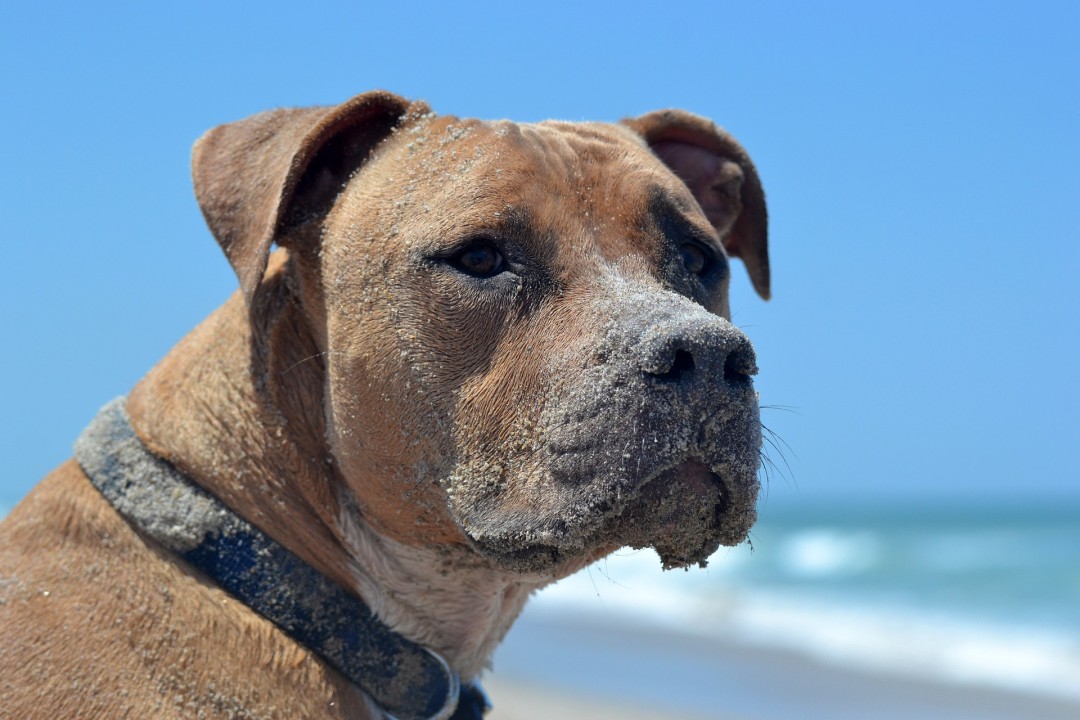 Are Pitbulls Dangerous? The Facts Will Shock You