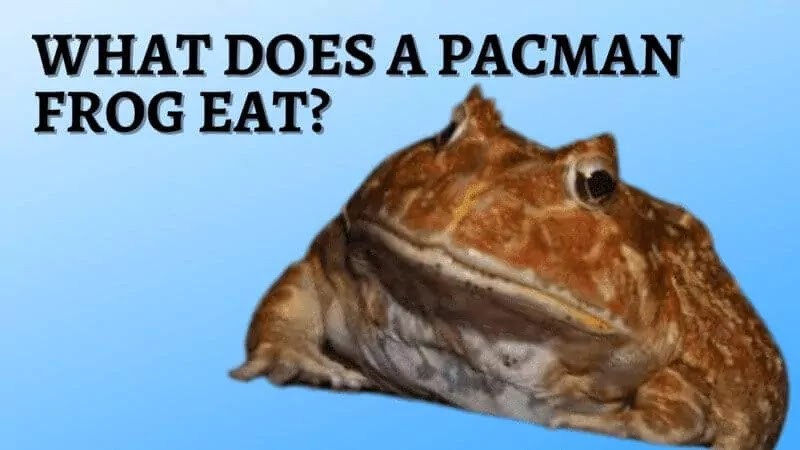 What does a Pacman frog eat? list of Pacman Frog Foods.