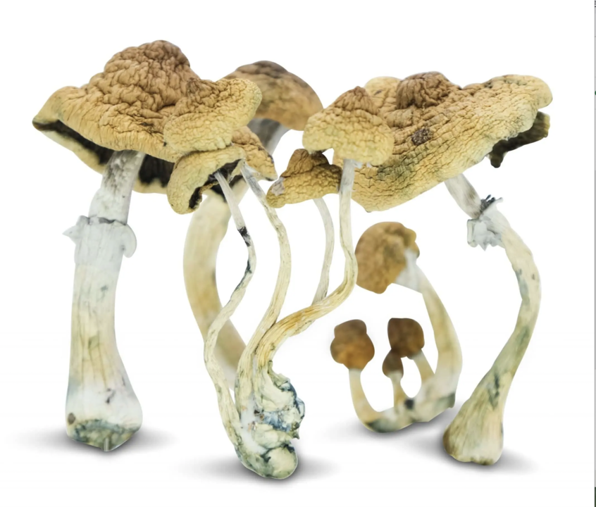 Are Shrooms The New CBD? The health benefits of psilocybin assisted therapy