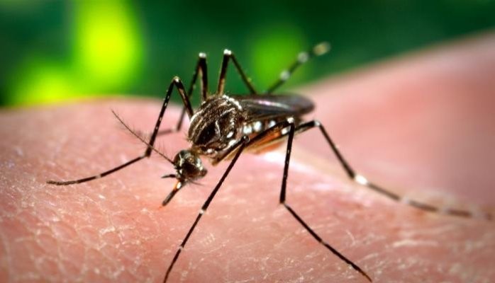 Muriçoca - Pernilongo comum também pode transmitir a Chikungunya e zika vírus.                         Fiocruz analisa a transmissão pelos insetos.   